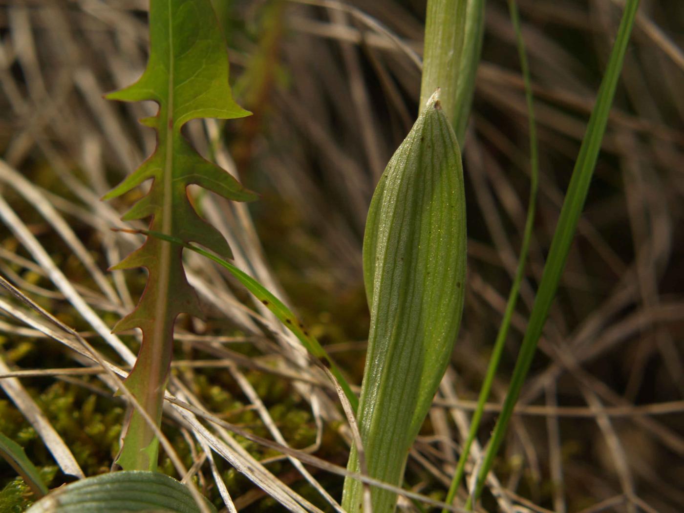 Orchid, Small Spider var. chlorantha leaf